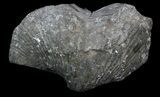 Large Pyrite Replaced Brachiopod (Paraspirifer) - Ohio #34183-1